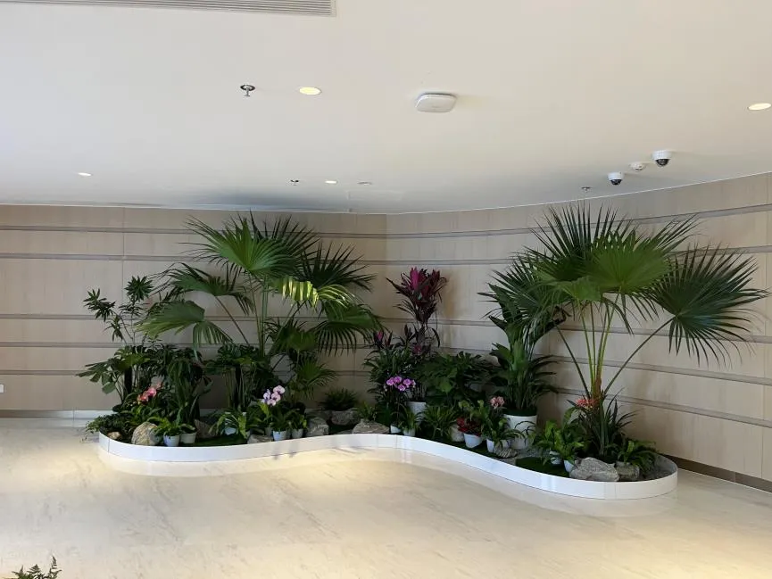 速看！宁波前湾花木出租价格大揭秘来袭！