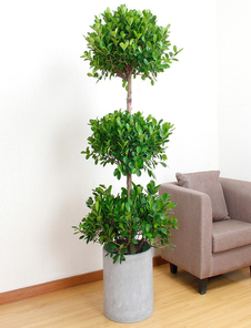 宁波海曙绿植出租，为你的空间增添一抹清新绿意