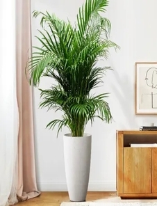 探秘宁波前湾专业绿植租赁，点亮办公新绿彩