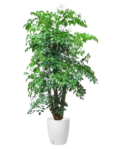 杭州湾花卉租摆服务佳，让你的空间绽放美丽！