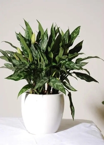 宁波前湾绿植租摆公司 宁波前湾绿植租摆公司